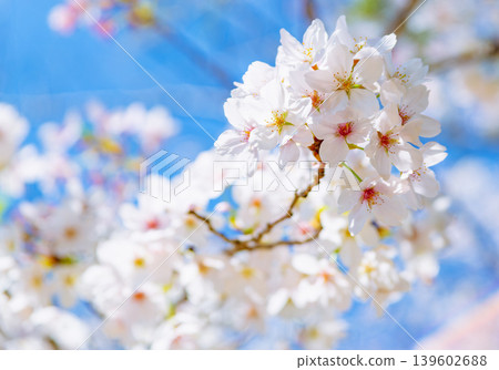 櫻花和藍天 139602688
