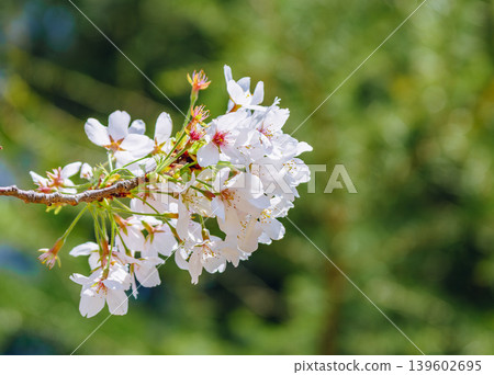 櫻花和藍天 139602695