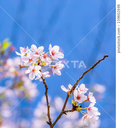 櫻花和藍天 139602696