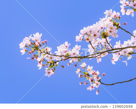 櫻花和藍天 櫻花和藍天 139602698