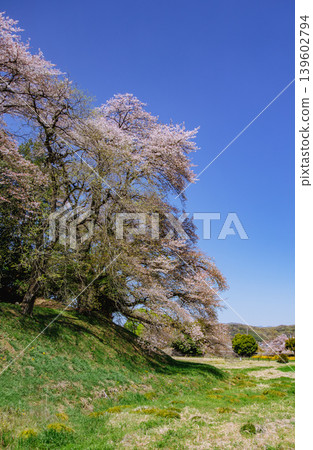 Nanakoyama Kofun (ancient burial mound): Cherry blossoms in full bloom against the blue sky. Nanakoyama Kofun (ancient burial mound): Cherry blossoms in full bloom against the blue sky. 139602794