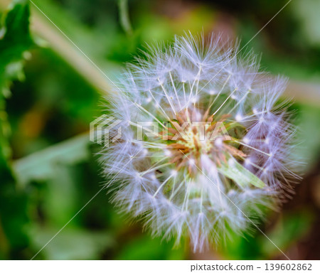 開花在春天領域的蒲公英冠毛 開花在春天領域的蒲公英冠毛 139602862