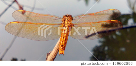 Golden Dragonfly Perched on a Branch Near the Water Golden Dragonfly Perched on a Branch Near the Water 139602893