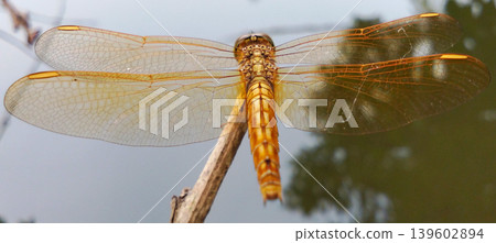 Golden Dragonfly Perched on a Branch Near the Water Golden Dragonfly Perched on a Branch Near the Water 139602894