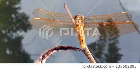Golden Dragonfly Perched on a Branch Near the Water Golden Dragonfly Perched on a Branch Near the Water 139602895