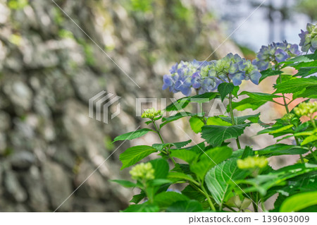 I photographed hydrangeas blooming during a break in the rainy season at Zenpoji Temple in Nishikyo Ward, Kyoto City. 139603009