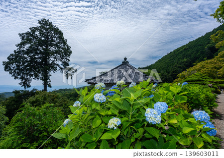 I photographed hydrangeas blooming during a break in the rainy season at Zenpoji Temple in Nishikyo Ward, Kyoto City. I photographed hydrangeas blooming during a break in the rainy season at Zenpoji Temple in Nishikyo Ward, Kyoto City. 139603011