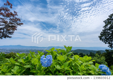 I photographed hydrangeas blooming during a break in the rainy season at Zenpoji Temple in Nishikyo Ward, Kyoto City. 139603012