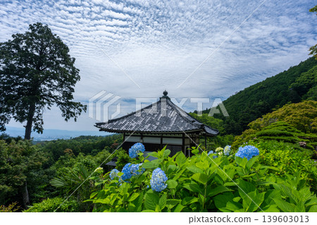 I photographed hydrangeas blooming during a break in the rainy season at Zenpoji Temple in Nishikyo Ward, Kyoto City. I photographed hydrangeas blooming during a break in the rainy season at Zenpoji Temple in Nishikyo Ward, Kyoto City. 139603013