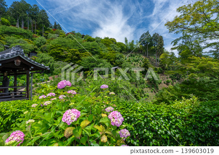 I photographed hydrangeas blooming during a break in the rainy season at Zenpoji Temple in Nishikyo Ward, Kyoto City. I photographed hydrangeas blooming during a break in the rainy season at Zenpoji Temple in Nishikyo Ward, Kyoto City. 139603019