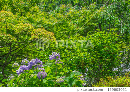 I photographed hydrangeas blooming during a break in the rainy season at Zenpoji Temple in Nishikyo Ward, Kyoto City. I photographed hydrangeas blooming during a break in the rainy season at Zenpoji Temple in Nishikyo Ward, Kyoto City. 139603031