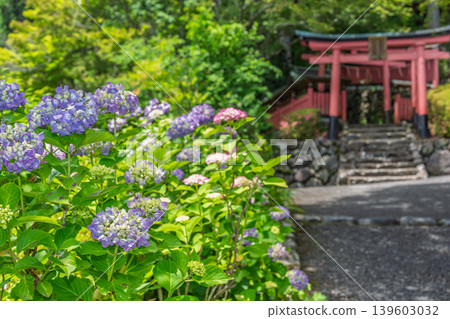 I photographed hydrangeas blooming during a break in the rainy season at Zenpoji Temple in Nishikyo Ward, Kyoto City. I photographed hydrangeas blooming during a break in the rainy season at Zenpoji Temple in Nishikyo Ward, Kyoto City. 139603032