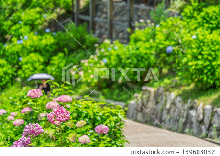 I photographed hydrangeas blooming during a break in the rainy season at Zenpoji Temple in Nishikyo Ward, Kyoto City. I photographed hydrangeas blooming during a break in the rainy season at Zenpoji Temple in Nishikyo Ward, Kyoto City. 139603037