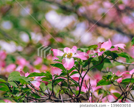 白山茱萸 白山茱萸 139603058
