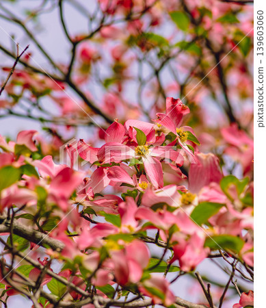 紅山茱flower花 紅山茱flower花 139603060