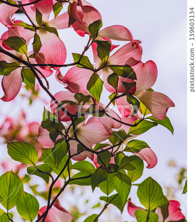 Dogwood red flower Dogwood red flower 139603134