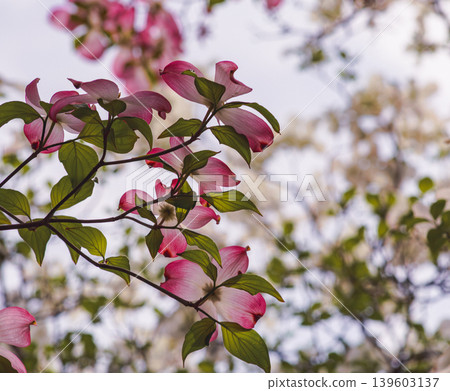 山茱萸紅色花 139603137