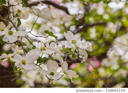 白山茱萸 白山茱萸 139603139