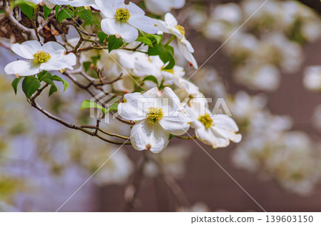 白山茱萸 白山茱萸 139603150