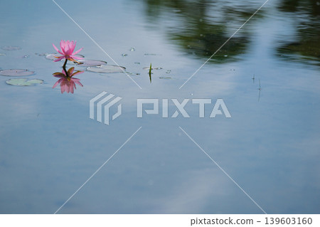 Photographing water lilies and carps at Kajuji Temple in Yamashina Ward, Kyoto City 139603160