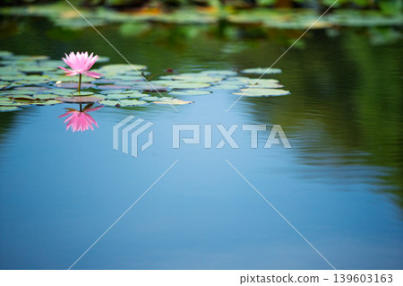 Photographing water lilies and carps at Kajuji Temple in Yamashina Ward, Kyoto City Photographing water lilies and carps at Kajuji Temple in Yamashina Ward, Kyoto City 139603163