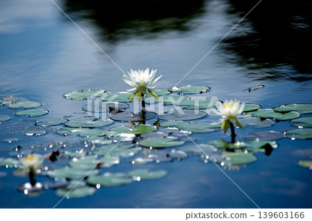 Photographing water lilies and carps at Kajuji Temple in Yamashina Ward, Kyoto City Photographing water lilies and carps at Kajuji Temple in Yamashina Ward, Kyoto City 139603166