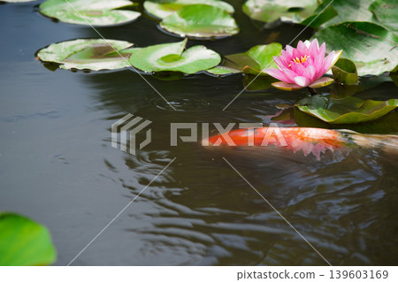 在京都市山科區嘉樹寺拍攝睡蓮和鯉魚 139603169