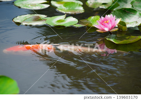 在京都市山科區嘉樹寺拍攝睡蓮和鯉魚 139603170