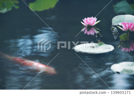 在京都市山科區嘉樹寺拍攝睡蓮和鯉魚 在京都市山科區嘉樹寺拍攝睡蓮和鯉魚 139603171