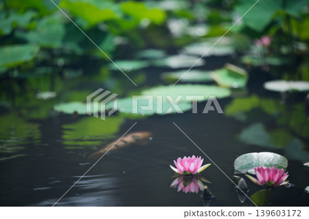 在京都市山科區嘉樹寺拍攝睡蓮和鯉魚 在京都市山科區嘉樹寺拍攝睡蓮和鯉魚 139603172