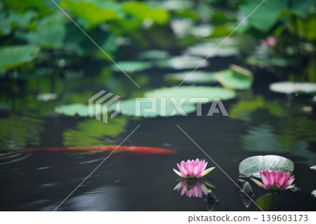 在京都市山科區嘉樹寺拍攝睡蓮和鯉魚 在京都市山科區嘉樹寺拍攝睡蓮和鯉魚 139603173