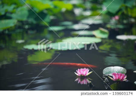 Photographing water lilies and carps at Kajuji Temple in Yamashina Ward, Kyoto City 139603174