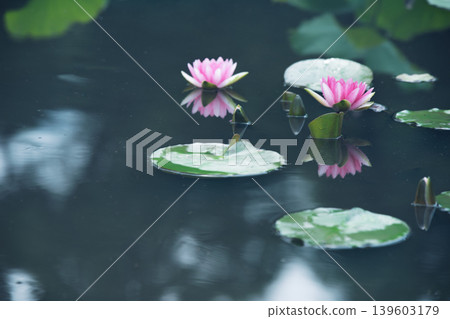 Photographing water lilies and carps at Kajuji Temple in Yamashina Ward, Kyoto City Photographing water lilies and carps at Kajuji Temple in Yamashina Ward, Kyoto City 139603179