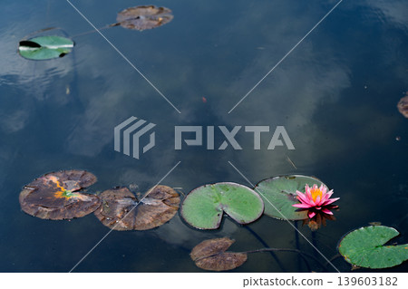 Photographing water lilies and carps at Kajuji Temple in Yamashina Ward, Kyoto City 139603182