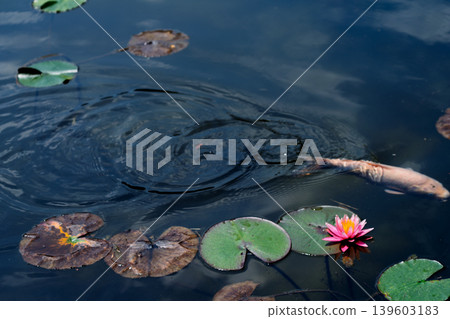 Photographing water lilies and carps at Kajuji Temple in Yamashina Ward, Kyoto City 139603183