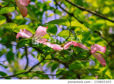White dogwood flowers White dogwood flowers 139603205