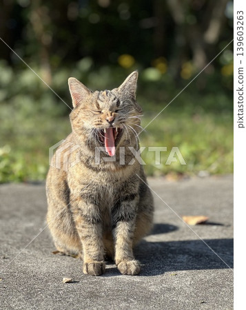 Yawn cat Yawn cat 139603263