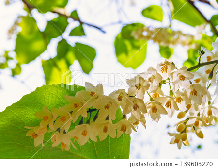 白色白雲木花 139603270