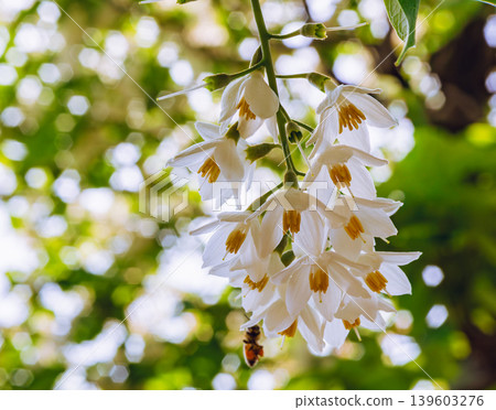 white hakuunboku flower white hakuunboku flower 139603276
