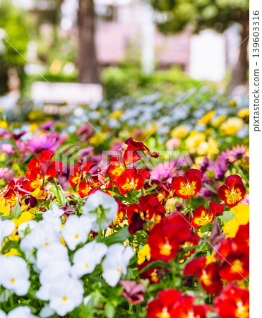 Purple pansy flowers planted in a flowerbed Purple pansy flowers planted in a flowerbed 139603316