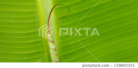 Close-up photo of fresh green banana leaf with detailed natural texture and aesthetic leaf line pattern. 139603333