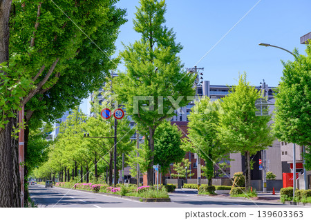 仙台,愛宕上杉大街,清新綠意 仙台,愛宕上杉大街,清新綠意 139603363