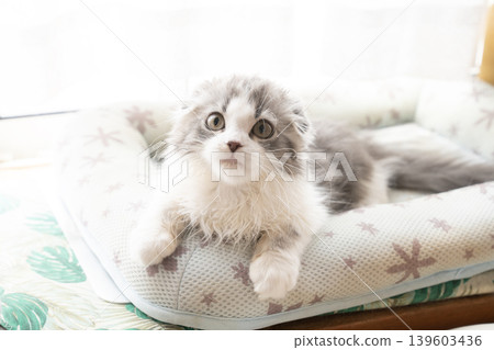 A Munchkin kitten in a bed by the window A Munchkin kitten in a bed by the window 139603436