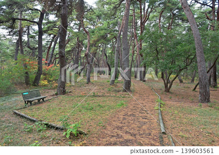 氣比之松原(福井縣敦賀市松島町) 氣比之松原(福井縣敦賀市松島町) 139603561