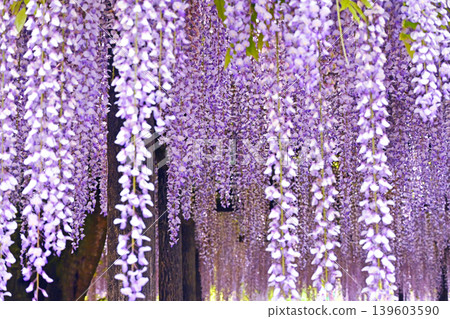 A curtain of falling wisteria A curtain of falling wisteria 139603590
