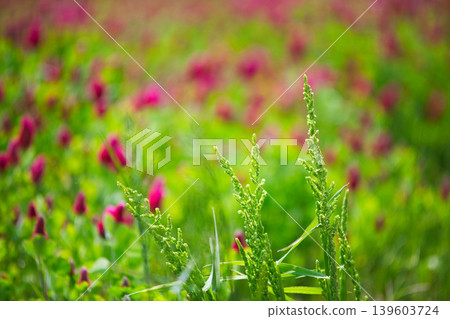 彩色草莓蠟燭 彩色草莓蠟燭 139603724