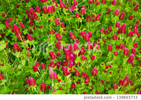 colorful strawberry candle colorful strawberry candle 139603733