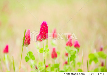 彩色草莓蠟燭 彩色草莓蠟燭 139603741