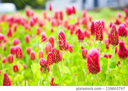 彩色草莓蠟燭 彩色草莓蠟燭 139603747