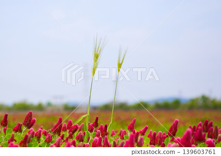 彩色草莓蠟燭 彩色草莓蠟燭 139603761